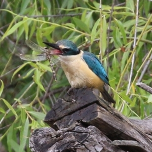 Todiramphus sanctus at Fyshwick, ACT - 6 Nov 2021 11:42 AM