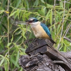 Todiramphus sanctus at Fyshwick, ACT - 6 Nov 2021 11:42 AM