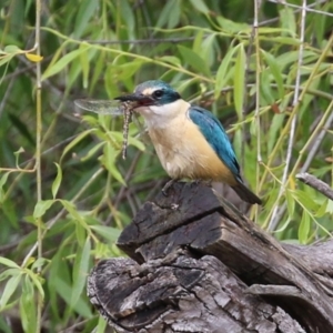 Todiramphus sanctus at Fyshwick, ACT - 6 Nov 2021 11:42 AM