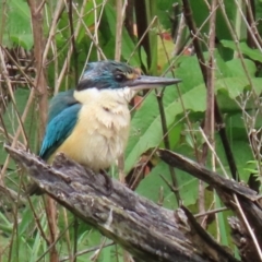 Todiramphus sanctus at Fyshwick, ACT - 6 Nov 2021