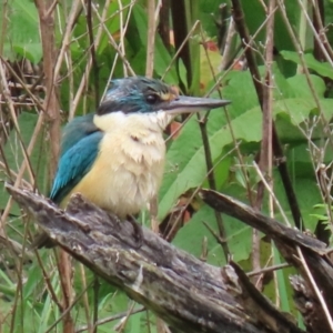 Todiramphus sanctus at Fyshwick, ACT - 6 Nov 2021 11:42 AM