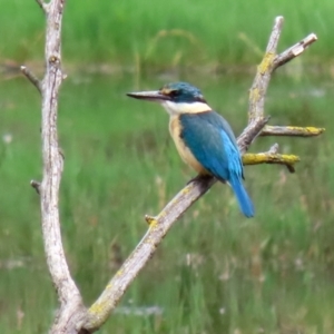 Todiramphus sanctus at Fyshwick, ACT - 6 Nov 2021