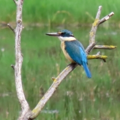 Todiramphus sanctus at Fyshwick, ACT - 6 Nov 2021