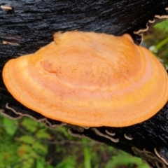 Unidentified Pored or somewhat maze-like on underside [bracket polypores] at Cape Conran, VIC - 7 Nov 2021 by drakes