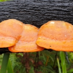 Trametes coccinea at Cape Conran, VIC - 7 Nov 2021