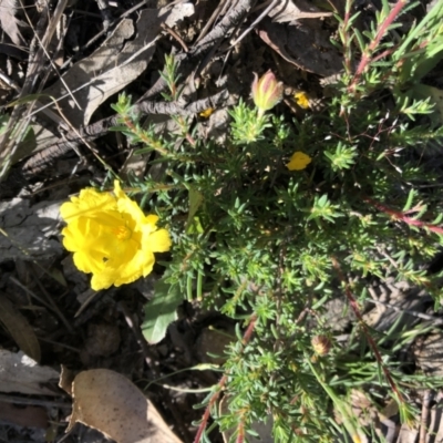 Hibbertia porcata (A Guinea Flower) at Sutton, NSW - 8 Nov 2021 by Whirlwind