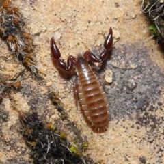 Pseudoscorpiones (order) (False Scorpion, Pseudoscorpion) at Acton, ACT - 7 Nov 2021 by TimL