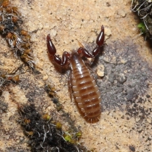 Pseudoscorpiones (order) at Acton, ACT - 7 Nov 2021