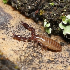 Pseudoscorpiones (order) at Acton, ACT - 7 Nov 2021 12:24 PM