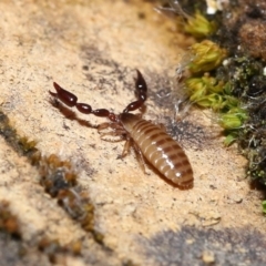 Pseudoscorpiones (order) at Acton, ACT - 7 Nov 2021 12:24 PM