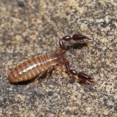 Pseudoscorpiones (order) at Acton, ACT - 7 Nov 2021