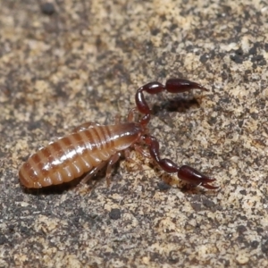 Pseudoscorpiones (order) at Acton, ACT - 7 Nov 2021 12:24 PM