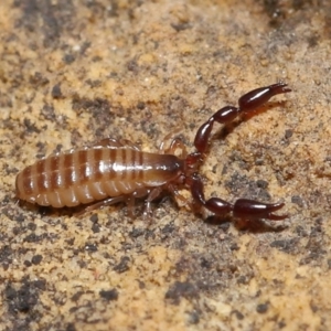 Pseudoscorpiones (order) at Acton, ACT - 7 Nov 2021 12:24 PM