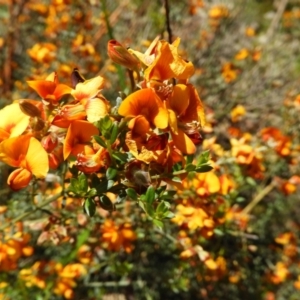 Mirbelia oxylobioides at Stromlo, ACT - 8 Nov 2021