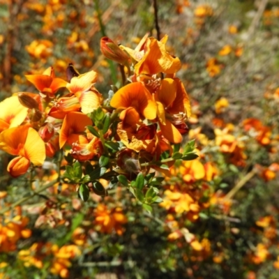 Mirbelia oxylobioides (Mountain Mirbelia) at Block 402 - 8 Nov 2021 by MatthewFrawley