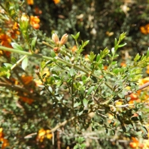 Mirbelia oxylobioides at Stromlo, ACT - 8 Nov 2021