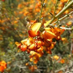 Mirbelia oxylobioides at Stromlo, ACT - 8 Nov 2021