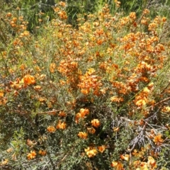 Mirbelia oxylobioides at Stromlo, ACT - 8 Nov 2021