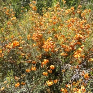 Mirbelia oxylobioides at Stromlo, ACT - 8 Nov 2021 02:37 PM