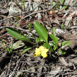 Goodenia hederacea subsp. hederacea at Stromlo, ACT - 8 Nov 2021 02:57 PM