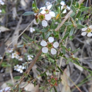 Gaudium multicaule at Stromlo, ACT - 8 Nov 2021