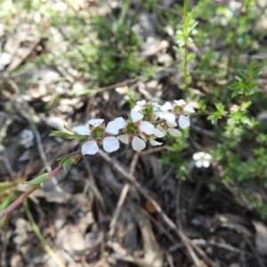 Gaudium multicaule at Stromlo, ACT - 8 Nov 2021 02:46 PM