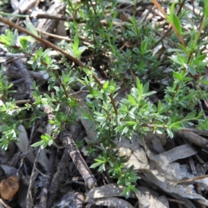 Leptospermum multicaule at Stromlo, ACT - 8 Nov 2021