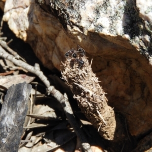 Camponotus intrepidus at Stromlo, ACT - 8 Nov 2021