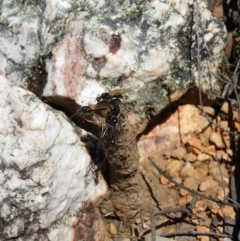 Camponotus intrepidus at Stromlo, ACT - 8 Nov 2021