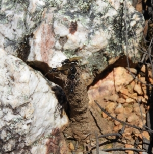 Camponotus intrepidus at Stromlo, ACT - 8 Nov 2021