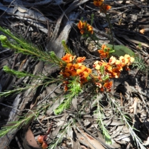 Dillwynia sericea at Stromlo, ACT - 8 Nov 2021