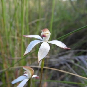 Caladenia moschata at Stromlo, ACT - suppressed