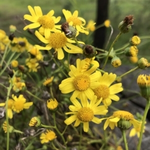 Senecio madagascariensis at Lake George, NSW - 8 Nov 2021