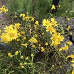 Senecio madagascariensis at Lake George, NSW - 8 Nov 2021 10:24 AM