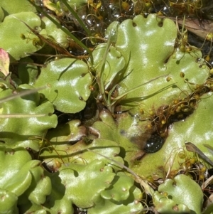 Marchantia sp. (genus) at Paddys River, ACT - 8 Nov 2021