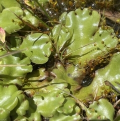 Marchantia sp. (genus) (A Liverwort) at Paddys River, ACT - 8 Nov 2021 by JaneR