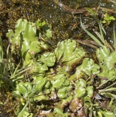 Marchantia sp. (genus) at Paddys River, ACT - 8 Nov 2021