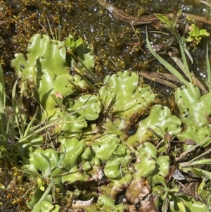 Marchantia sp. (genus) at Paddys River, ACT - 8 Nov 2021