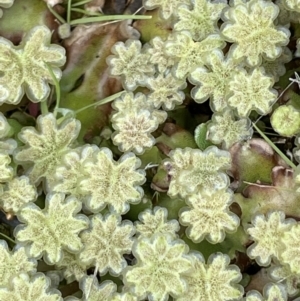 Marchantia sp. (genus) at Paddys River, ACT - 8 Nov 2021