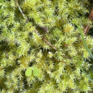 Sphagnum sp. (genus) at Paddys River, ACT - 8 Nov 2021