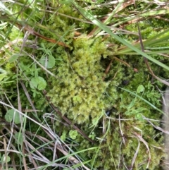 Sphagnum sp. (genus) at Paddys River, ACT - 8 Nov 2021 12:59 PM