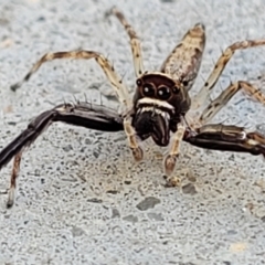 Helpis minitabunda (Threatening jumping spider) at Holt, ACT - 9 Nov 2021 by trevorpreston