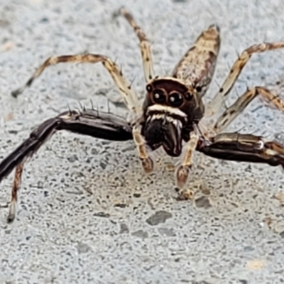 Helpis minitabunda (Threatening jumping spider) at Holt, ACT - 9 Nov 2021 by tpreston