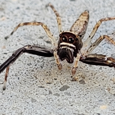 Helpis minitabunda (Threatening jumping spider) at Holt, ACT - 9 Nov 2021 by trevorpreston