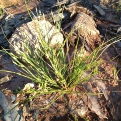 Juncus bufonius at Kambah, ACT - 8 Nov 2021 07:05 PM