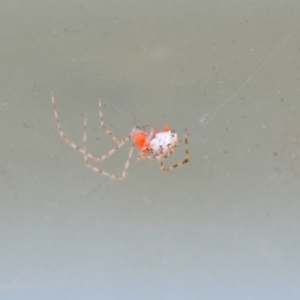 Theridiidae (family) at Greenleigh, NSW - 1 Nov 2021