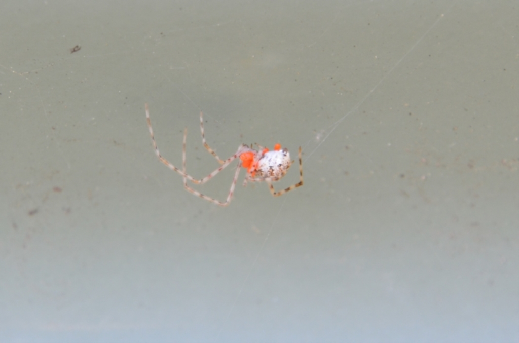 Theridiidae sp. (family) at Greenleigh, NSW - 1 Nov 2021