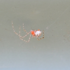 Theridiidae sp. (family) (Comb-footed spider) at Greenleigh, NSW - 1 Nov 2021 by LyndalT