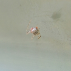 Theridiidae (family) at Greenleigh, NSW - 1 Nov 2021 12:37 PM