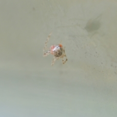 Theridiidae (family) at Greenleigh, NSW - 1 Nov 2021
